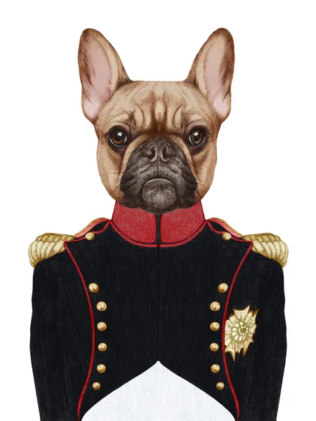 Retrato de Bulldog francês em uniforme militar — Fotografia de Stock