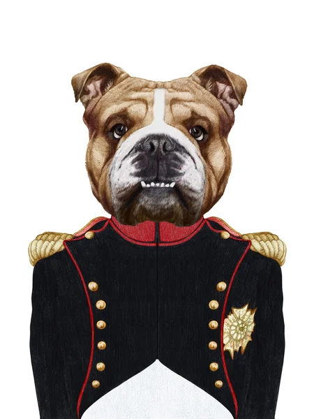 Bulldog inglés en uniforme militar — Foto de Stock