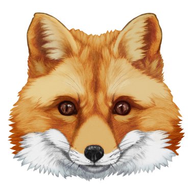 Fox çizilmiş