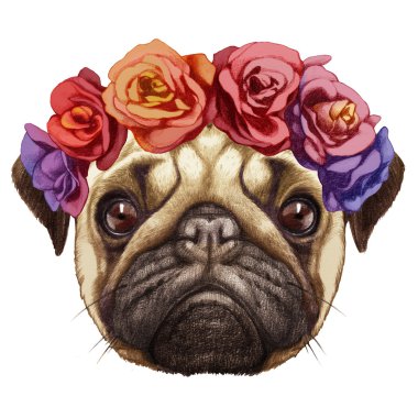 Pug köpek portre çiçek baş çelenk ile.