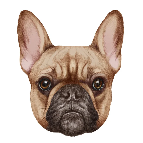 Portrait of French Bulldog — Stock Photo, Image