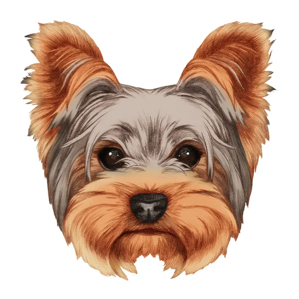 Durstiger Yorkshire Terrier — Stockfoto