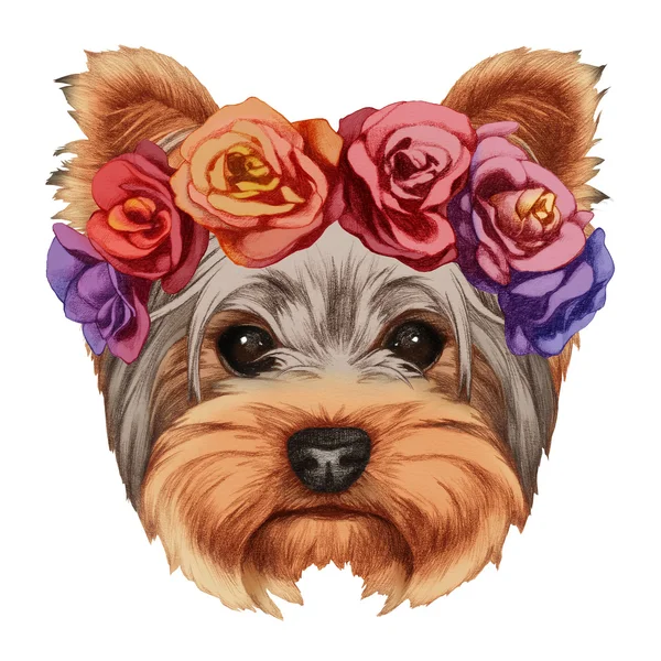 Yorkshire Terrier con corona floral — Foto de Stock