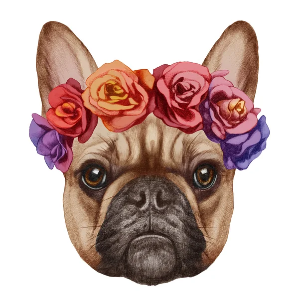 English Bulldog with floral head wreath. — Stock Photo, Image