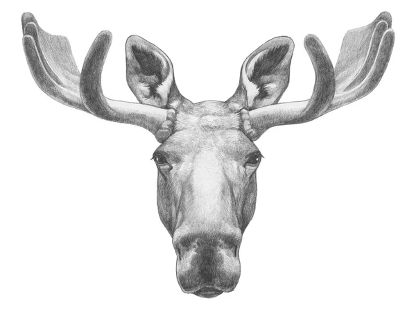 Moose gambar tangan — Stok Foto