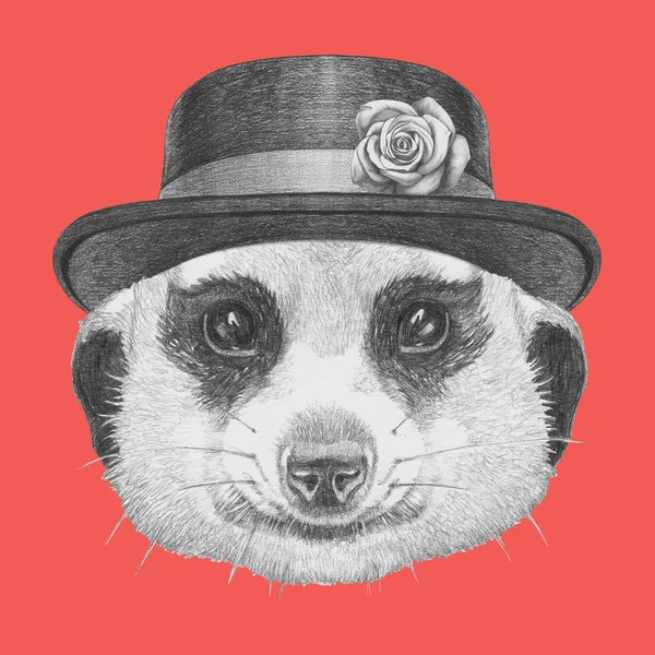 Portrait of Meerkat with hat — Stock Photo, Image