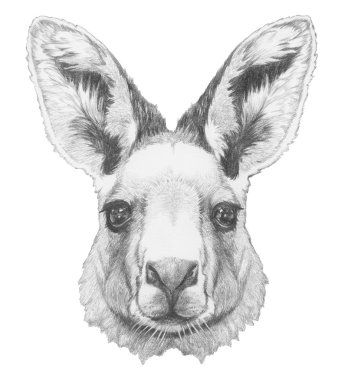 Elle çizilmiş kanguru