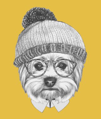  Güneş gözlüğü ve şapka ile Yorkshire korkunç. 