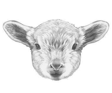 Elle çizilmiş kuzu portresi