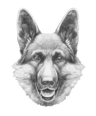 Alman çoban köpeği portresi