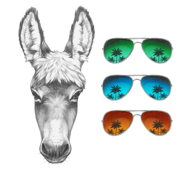 Porträtt av åsna med spegel solglasögon. — Stockfoto