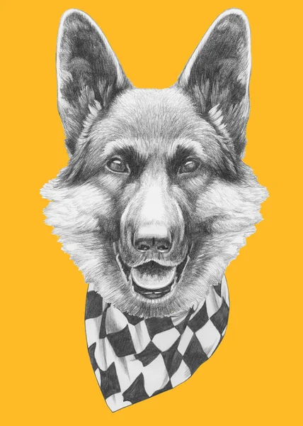 Alman çoban portresi eşarp ile. 