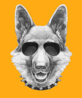 Güneş gözlüğü ve yaka ile Alman çoban.