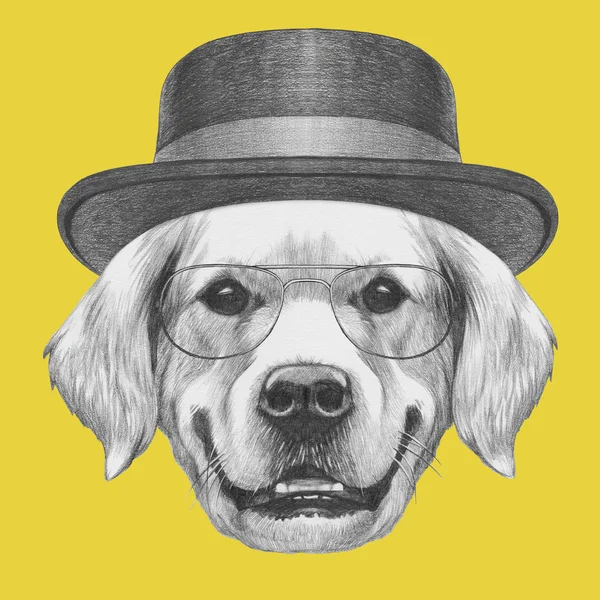 金毛猎犬与眼镜和帽子 — 图库照片