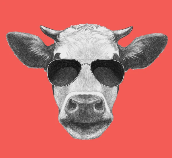 牛在太阳镜的肖像 — 图库照片