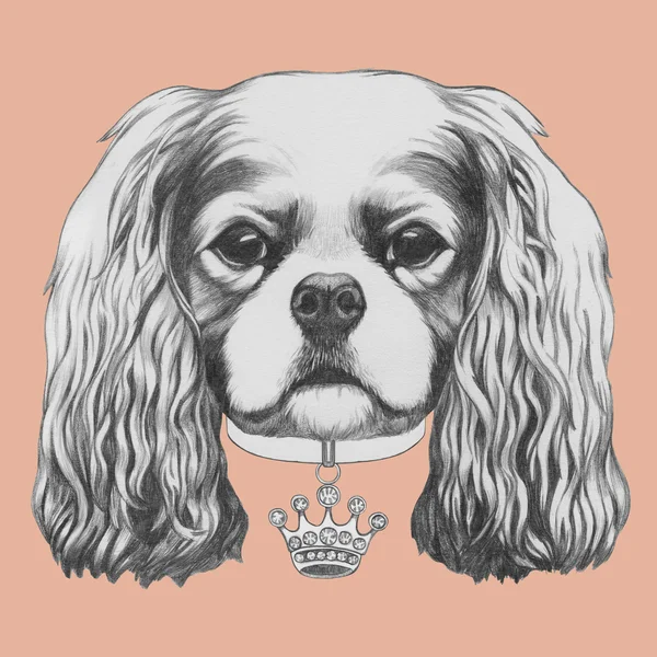 骑士国王查尔斯狗的肖像 — 图库照片
