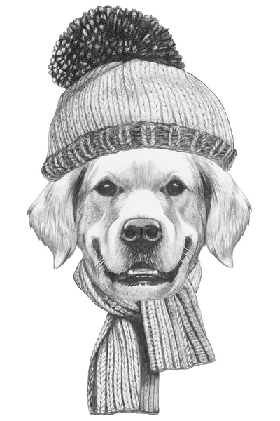 Golden Retriever with scarf and hat. — Stock Photo, Image