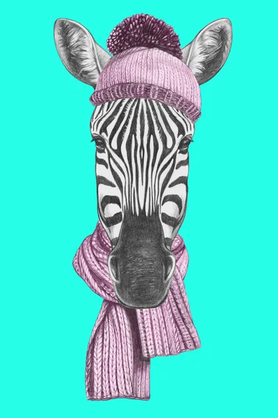 Ritratto di Zebra con cappello e sciarpa — Foto Stock