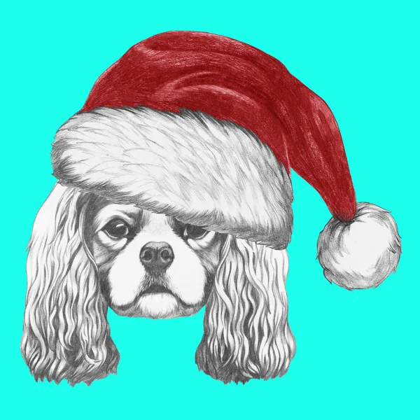 Cavalier King Charles Spaniel Santa şapka ile