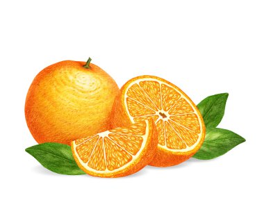 Portakal çizilen illüstrasyon el