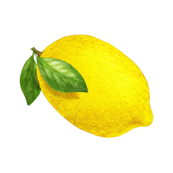 Kézzel rajzolt citrom illusztráció — Stock Fotó