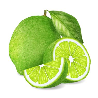 Limes çizilen illüstrasyon el