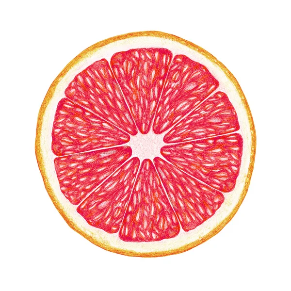 Hand drawn illustration of grapefruit slice — Stock Photo, Image