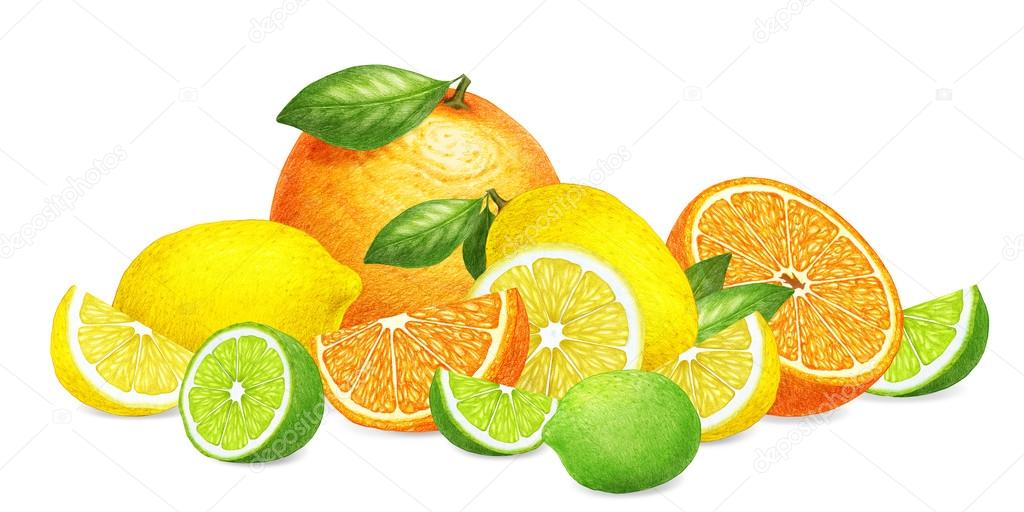 Hand Drawn Illustration Of Citrus Fruits Stock Photo C Victoria Novak