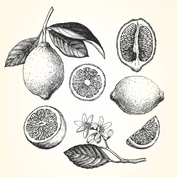 Ilustração desenhada à mão de frutos — Vetor de Stock