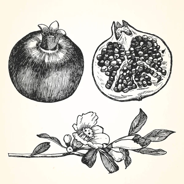 Illustration dessinée à la main des fruits — Image vectorielle