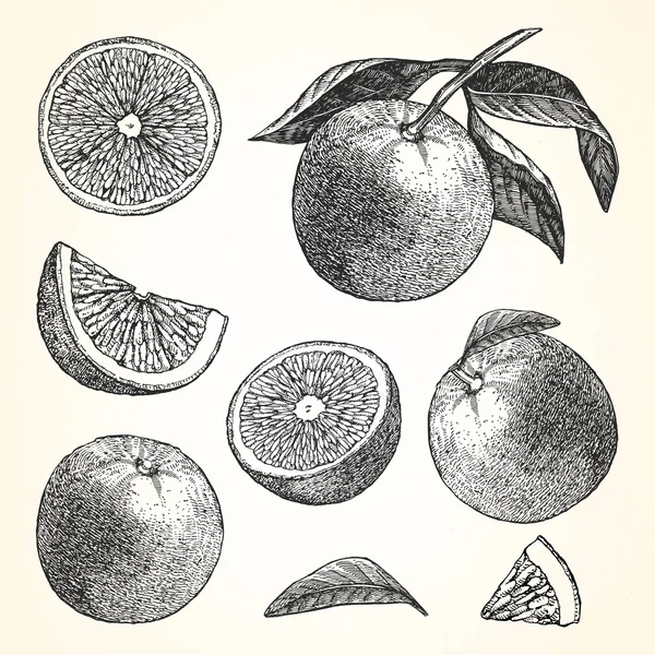 Ilustração desenhada à mão de frutos — Vetor de Stock