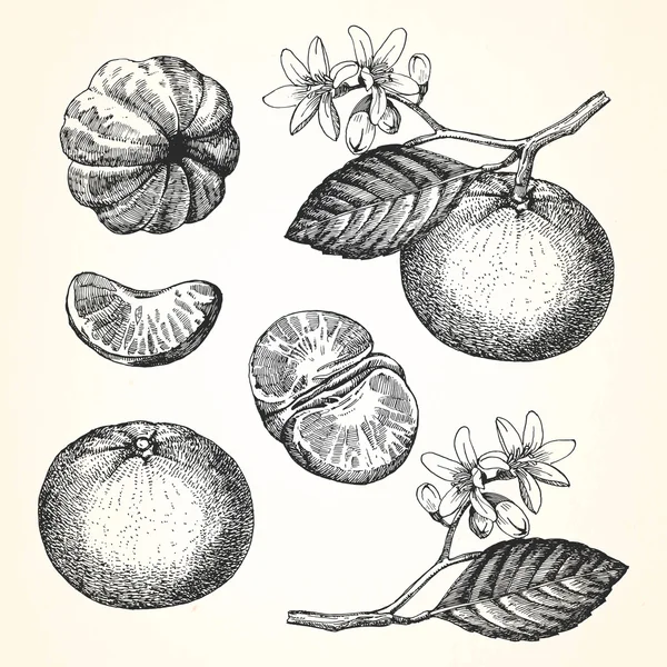 Illustration dessinée à la main des fruits — Image vectorielle