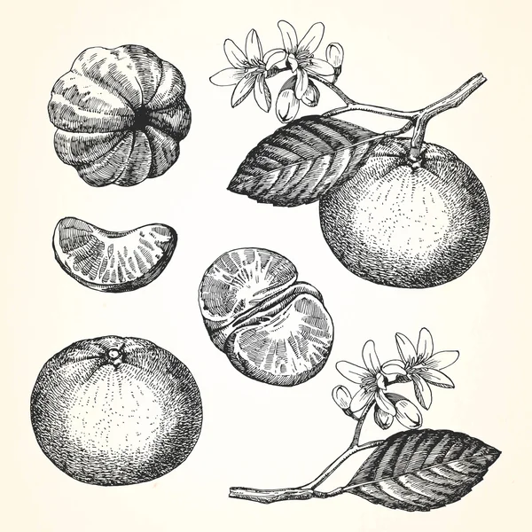 Ilustração desenhada à mão de frutos —  Vetores de Stock