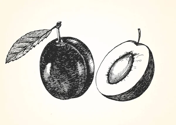 Ilustração desenhada à mão de frutos — Vetor de Stock