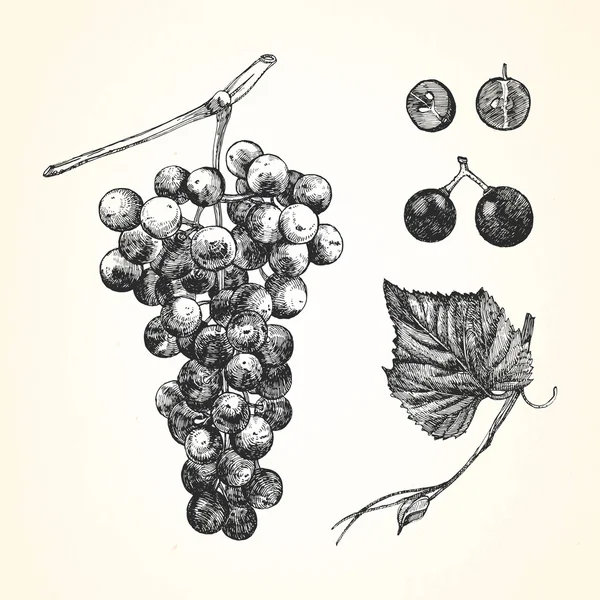 Hand-drawn illustration of fruits — Stock Vector