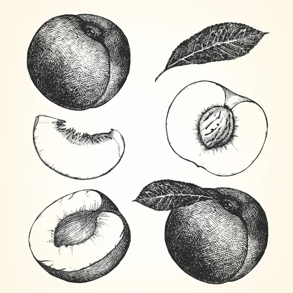 Ilustración dibujada a mano de frutas — Vector de stock