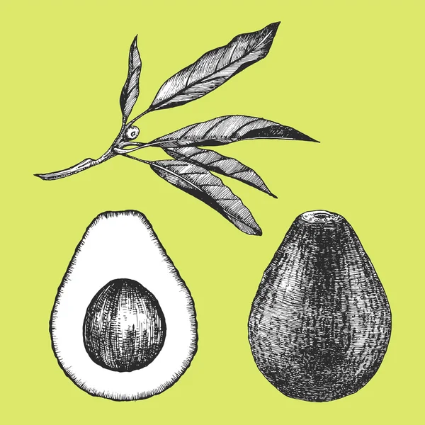 Ilustração desenhada à mão de frutos — Vetor de Stock