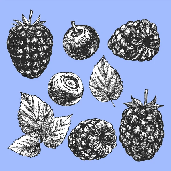 Ilustração desenhada à mão de frutos — Vetor de Stock