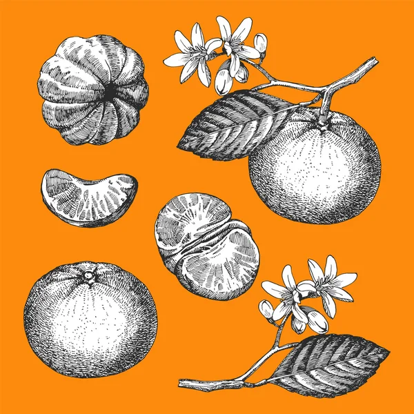 Ilustração desenhada à mão de frutos — Vetor de Stock