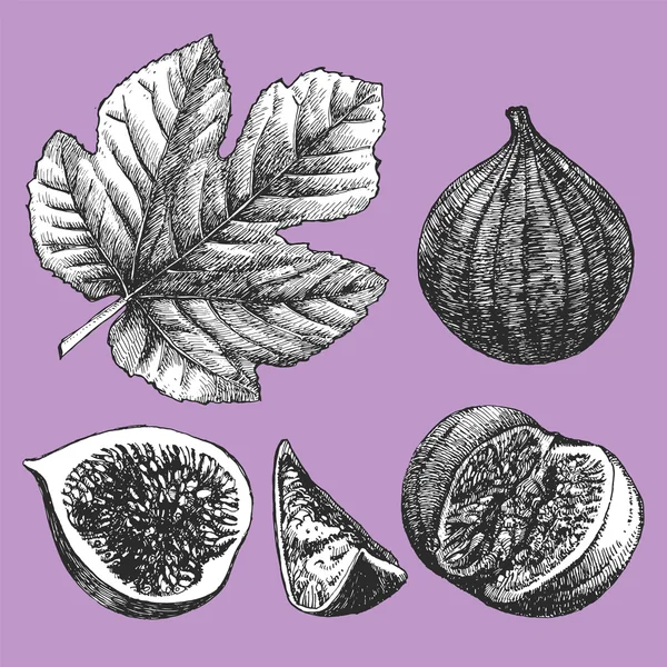 Ručně kreslené ilustrace ovoce — Stockový vektor