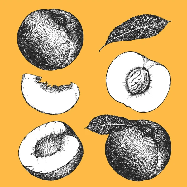 Çizilmiş resmi meyve — Stok Vektör