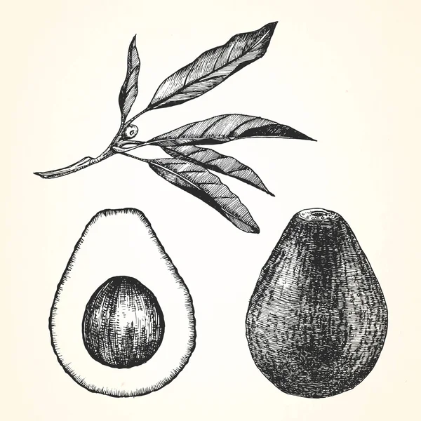 Handgetekende illustratie van vruchten — Stockvector