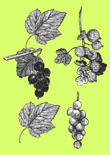 Ilustração desenhada à mão de frutos — Vetor de Stock