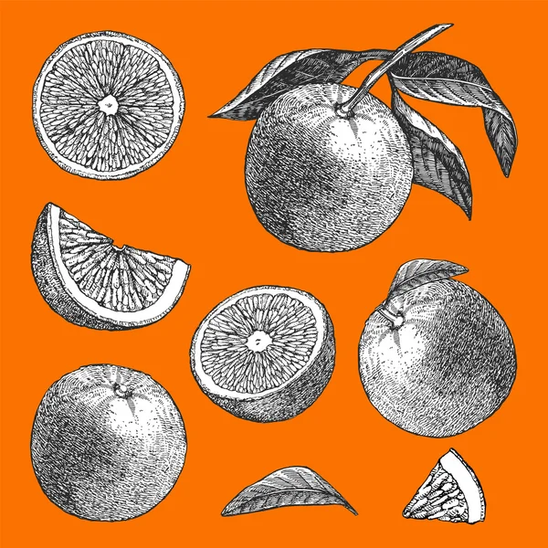 Ilustración dibujada a mano de frutas — Vector de stock