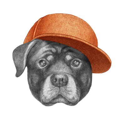 Rottweiler 'ın şapkalı portresi. El çizimi illüstrasyon