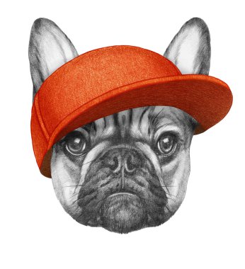Şapkalı Fransız Bulldog portresi. El çizimi illüstrasyon.