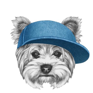 Yorkshire Terrier 'in şapkalı portresi. El çizimi illüstrasyon.