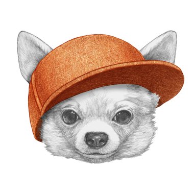Şapkalı bir Chihuahua portresi. El çizimi illüstrasyon.