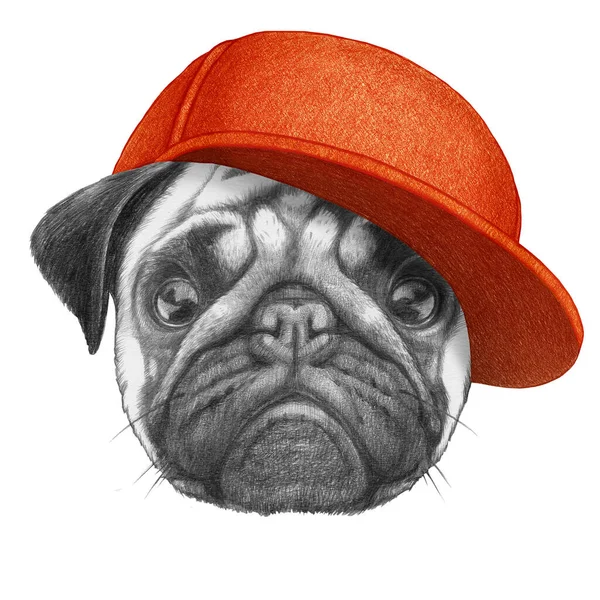 Pug 'un şapkalı portresi. El çizimi illüstrasyon