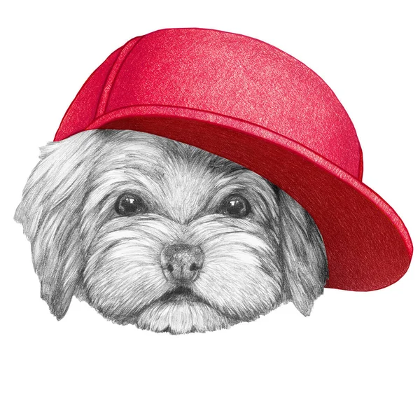帽子をかぶったハバニ犬の肖像画 手描きイラスト — ストック写真